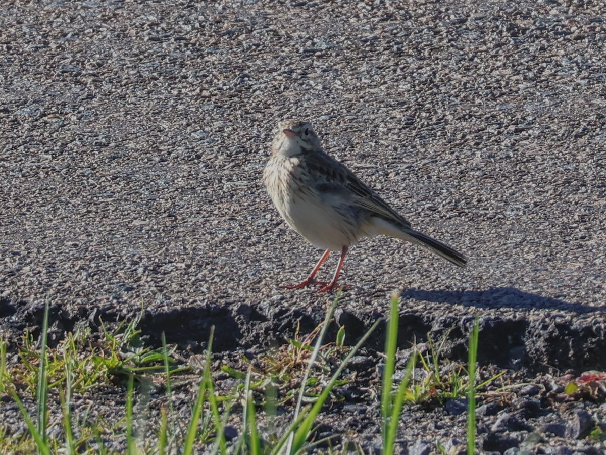 Australian Pipit - ML643304244