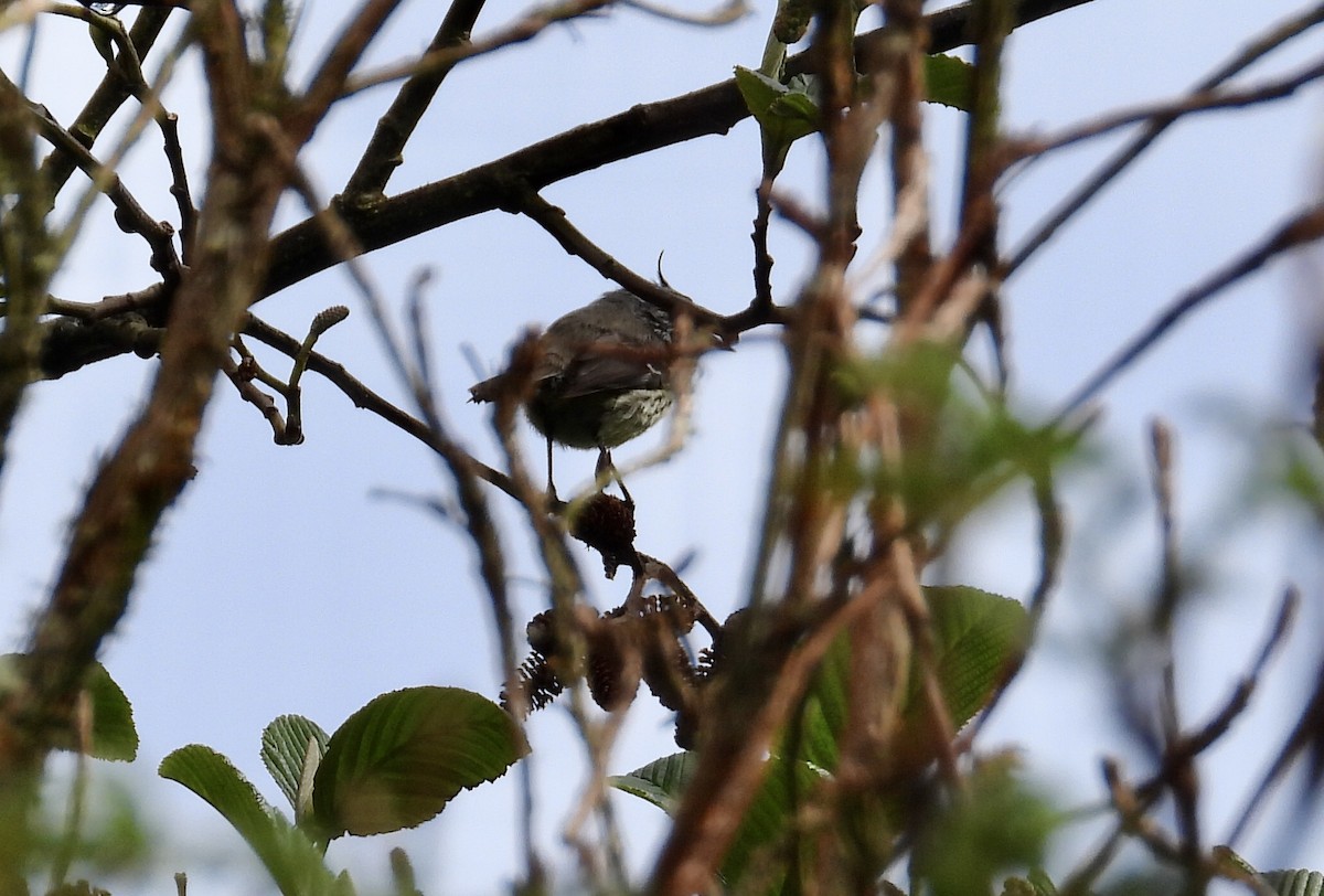 Taurillon mésange - ML643304248