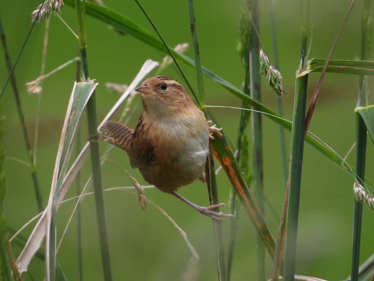 Grass Wren - ML643304265