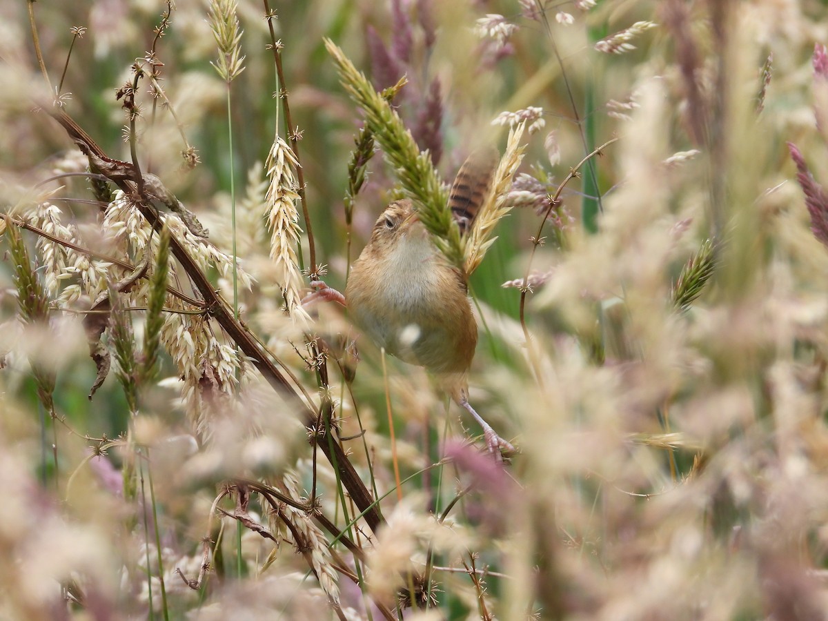 Grass Wren - ML643304266