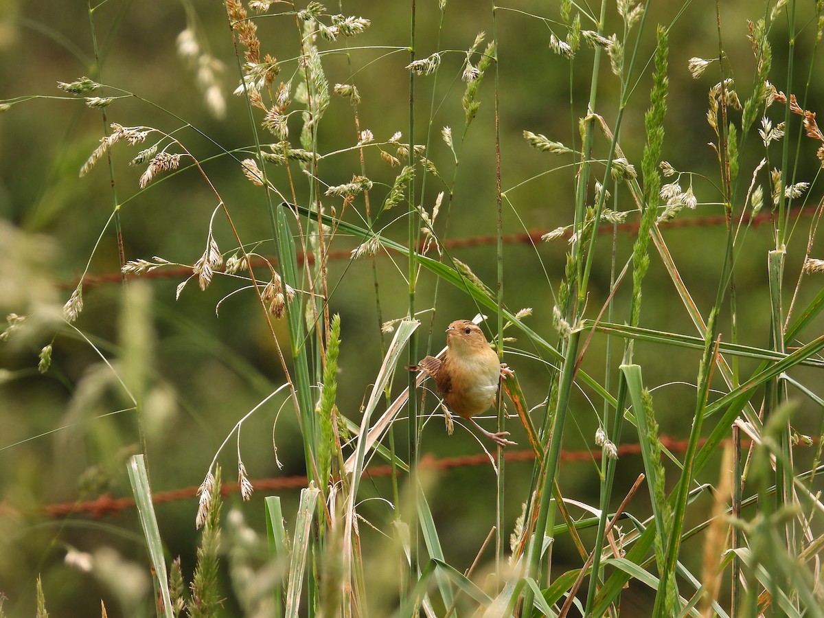 Grass Wren - ML643304268