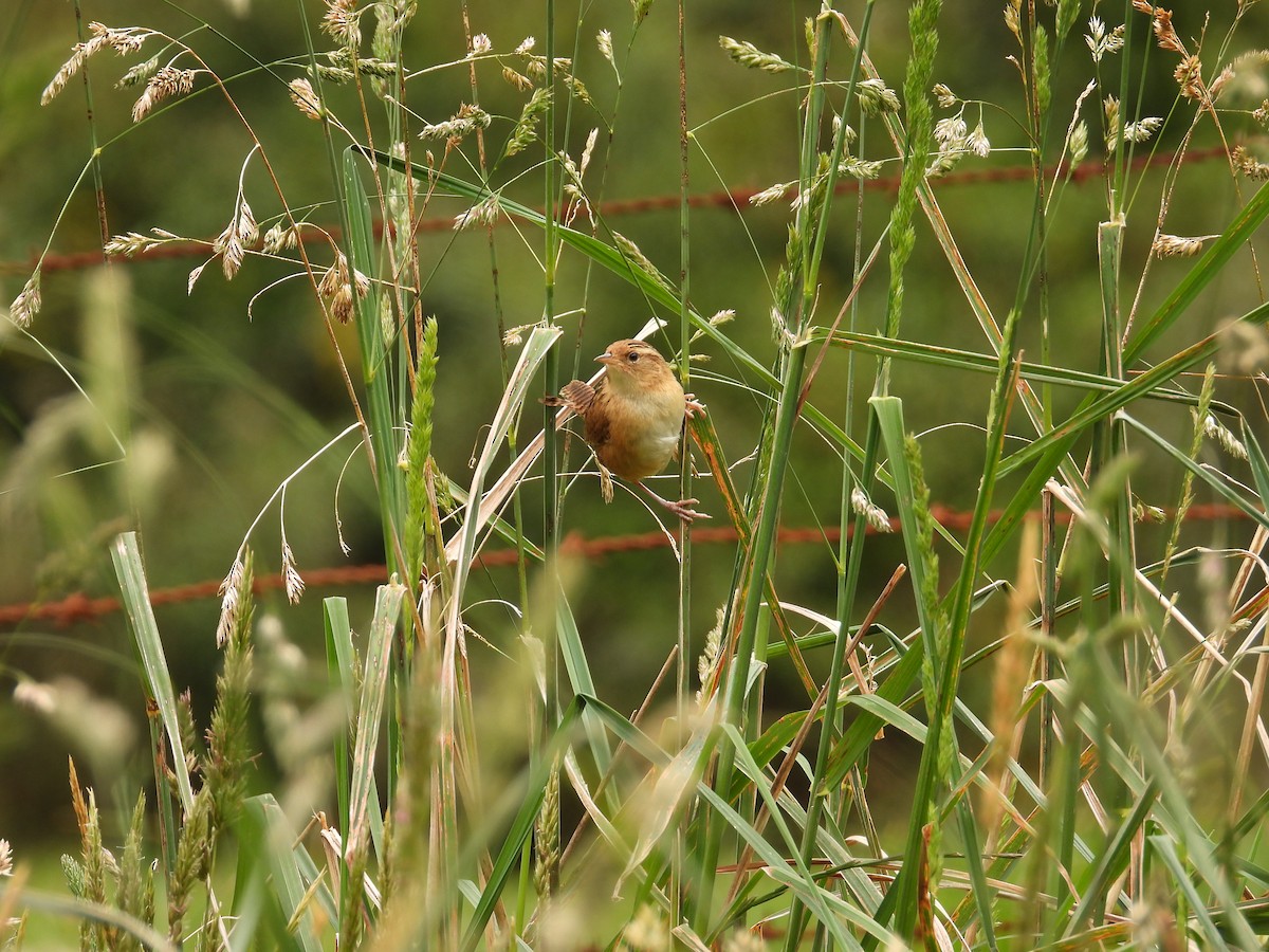 Grass Wren - ML643304269
