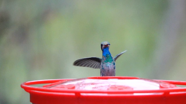 Broad-billed Hummingbird - ML643304286