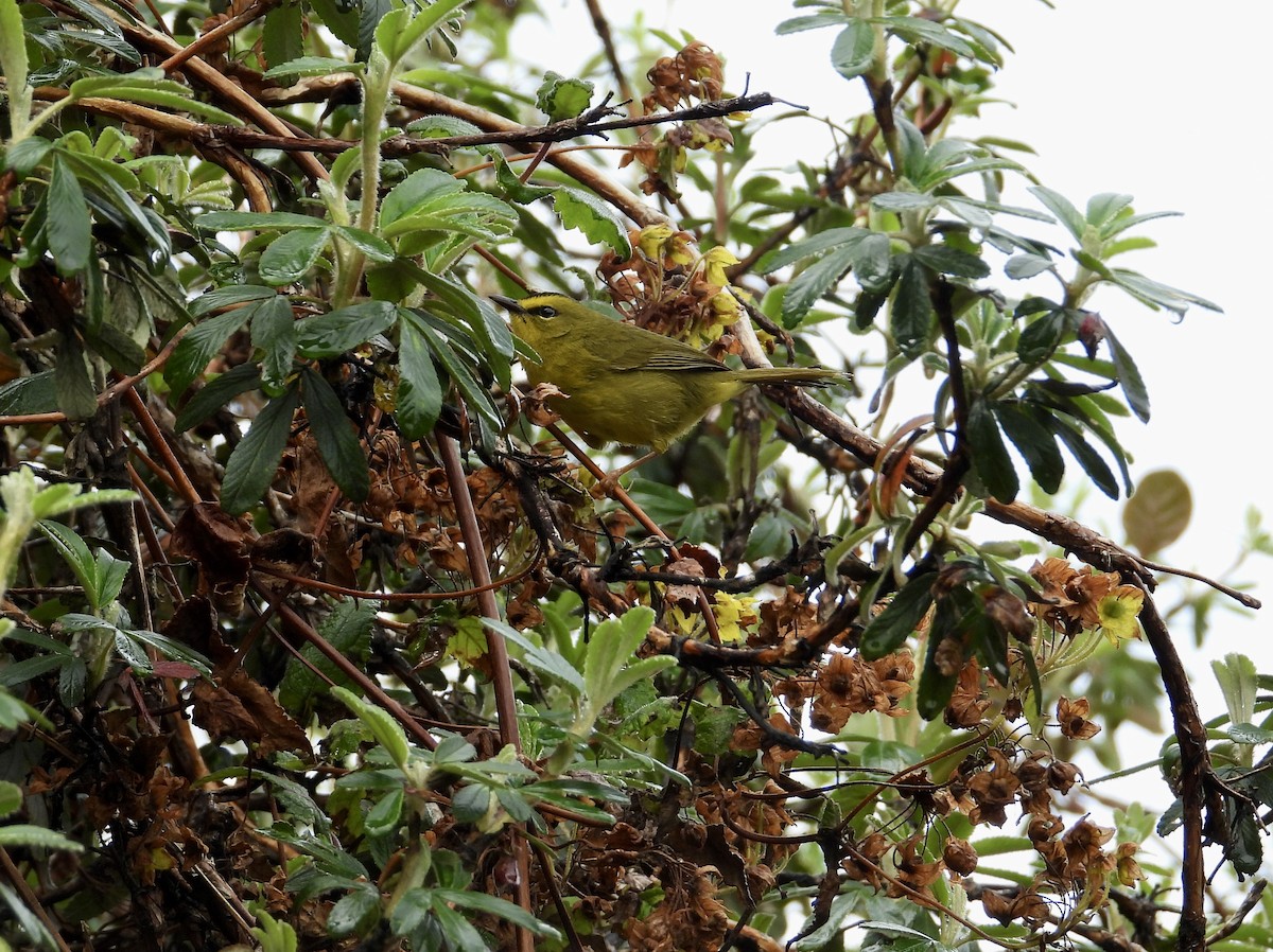 Black-crested Warbler - ML643304306