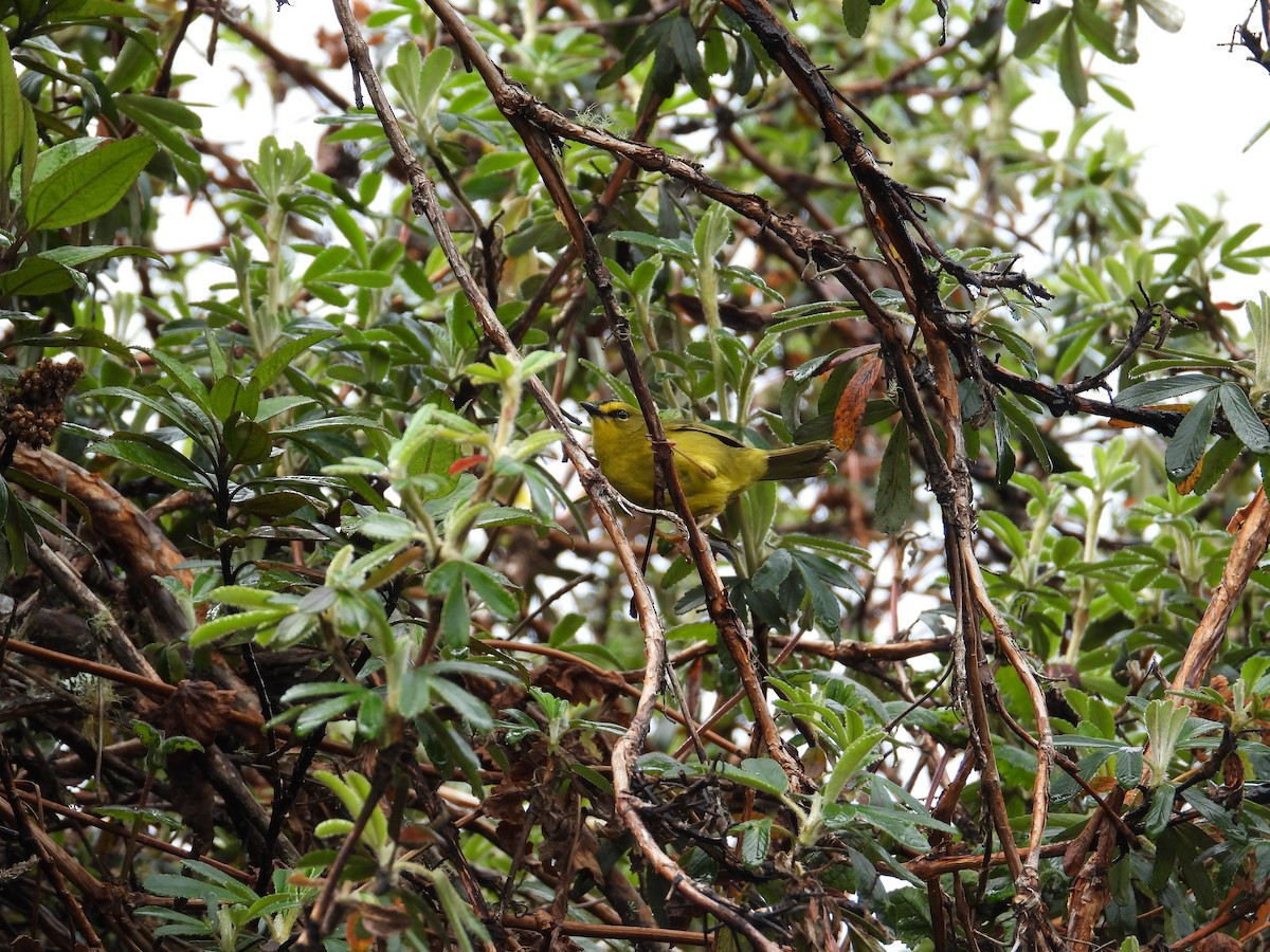 Black-crested Warbler - ML643304315