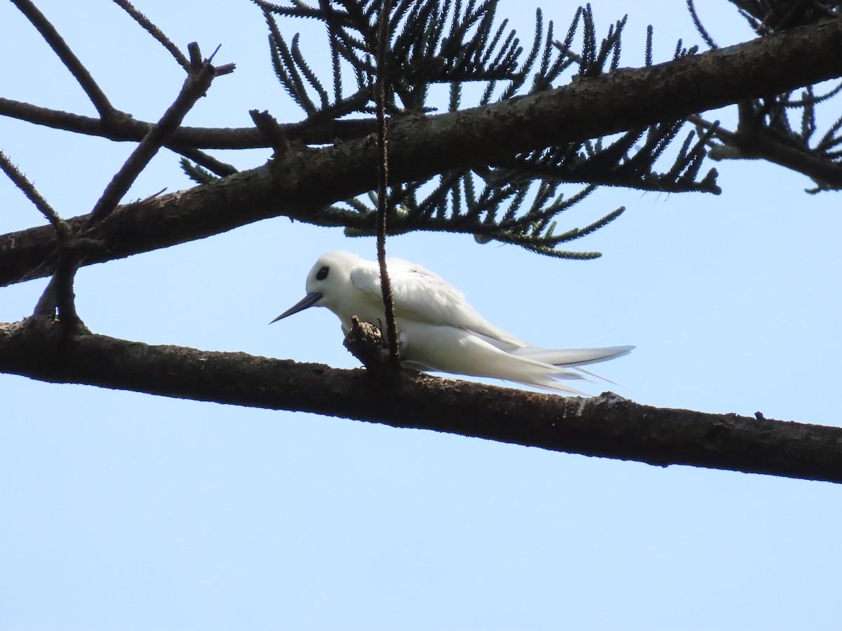 White Tern - ML643304343