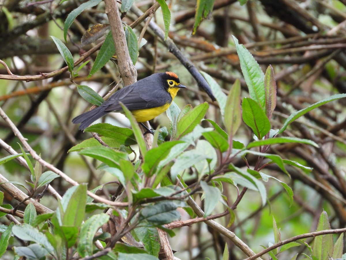 Spectacled Redstart - ML643304351