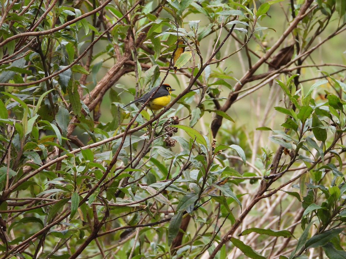 Spectacled Redstart - ML643304352