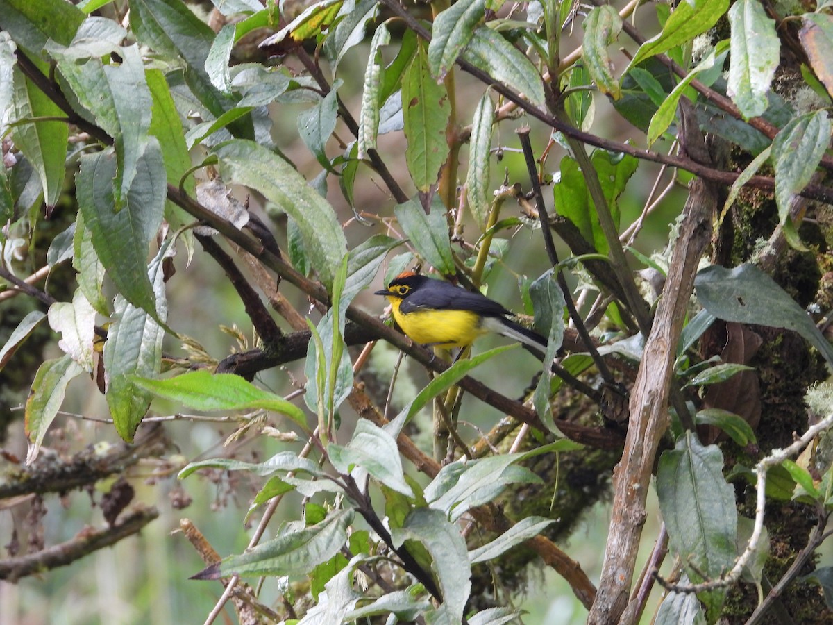 Spectacled Redstart - ML643304354
