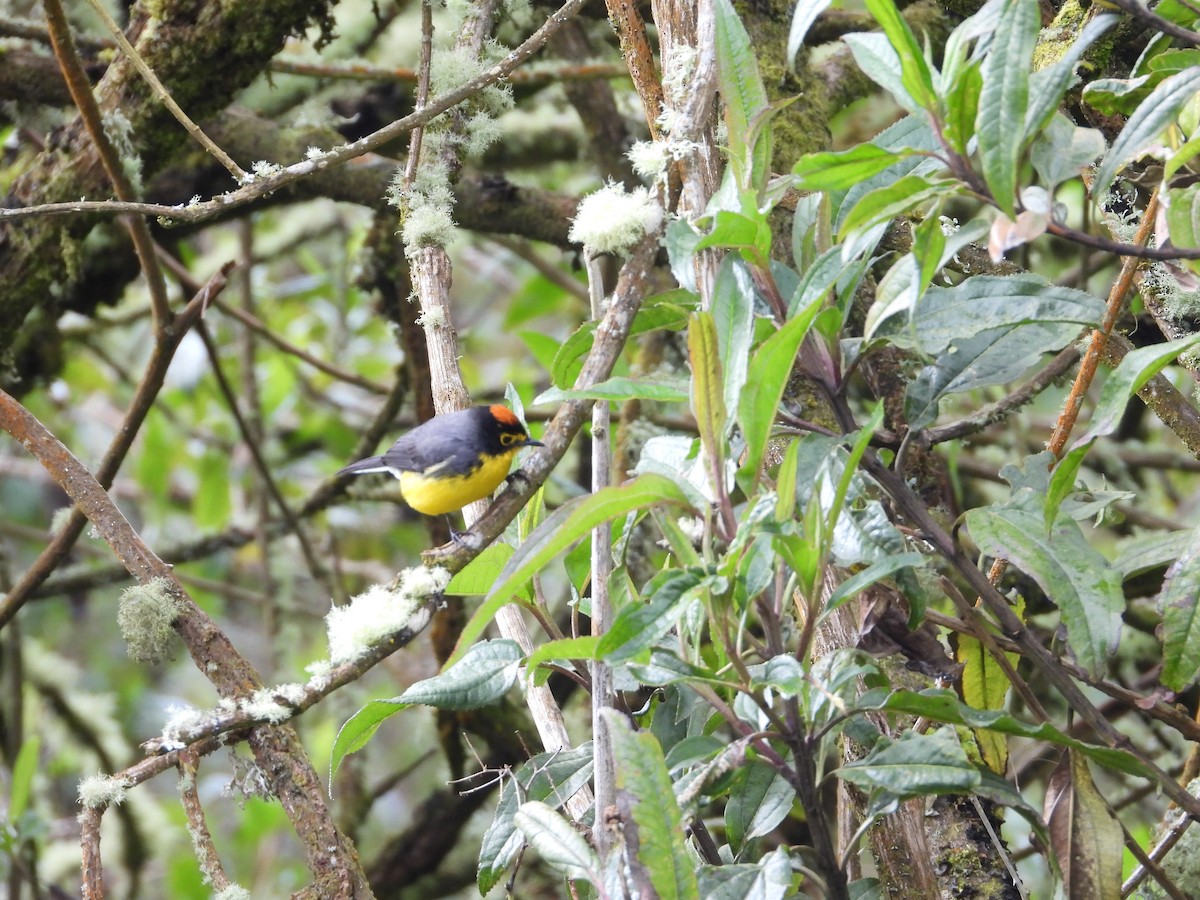 Spectacled Redstart - ML643304355