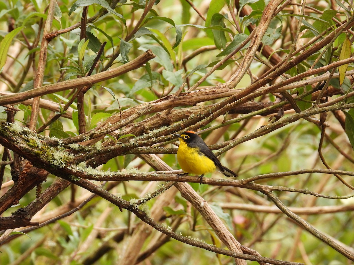Spectacled Redstart - ML643304356