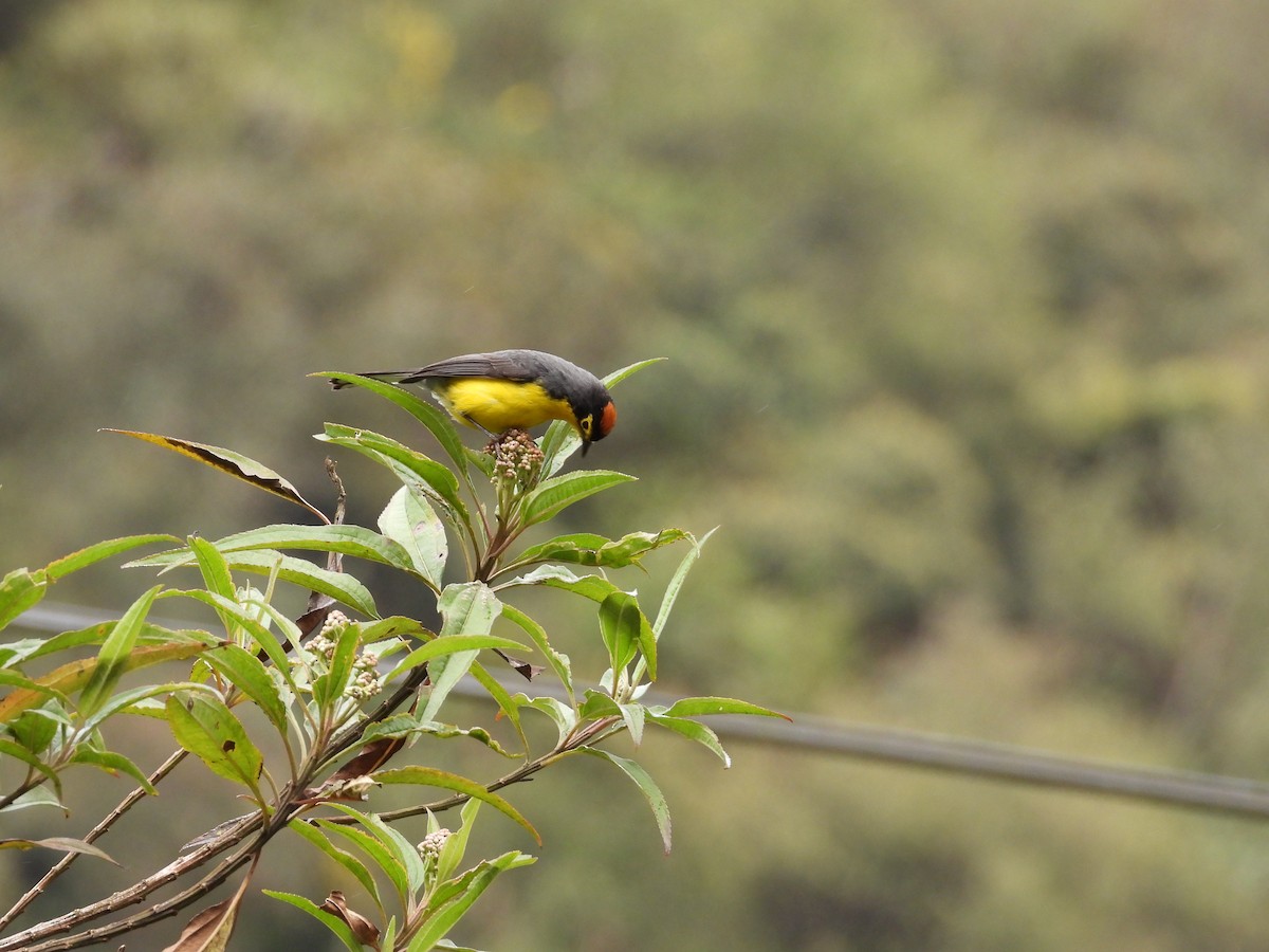 Spectacled Redstart - ML643304358