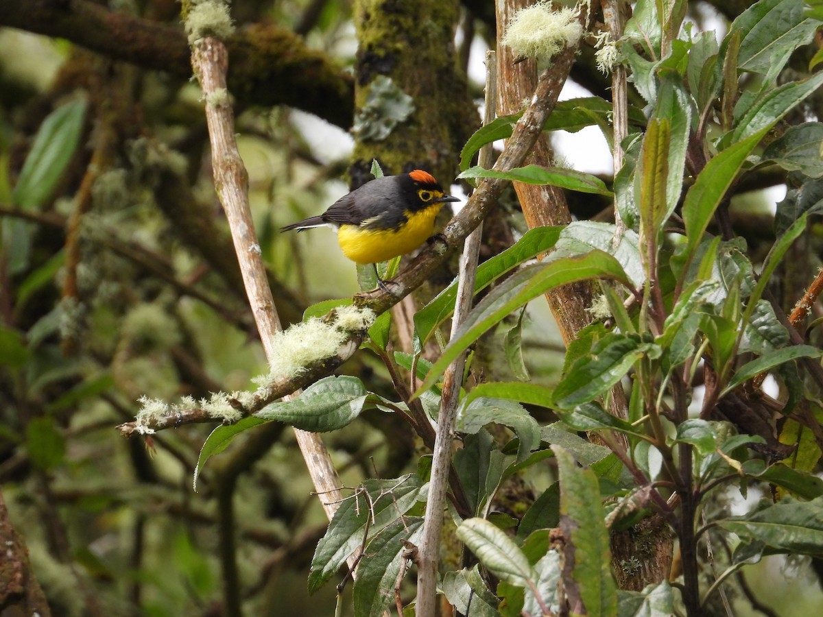Spectacled Redstart - ML643304359