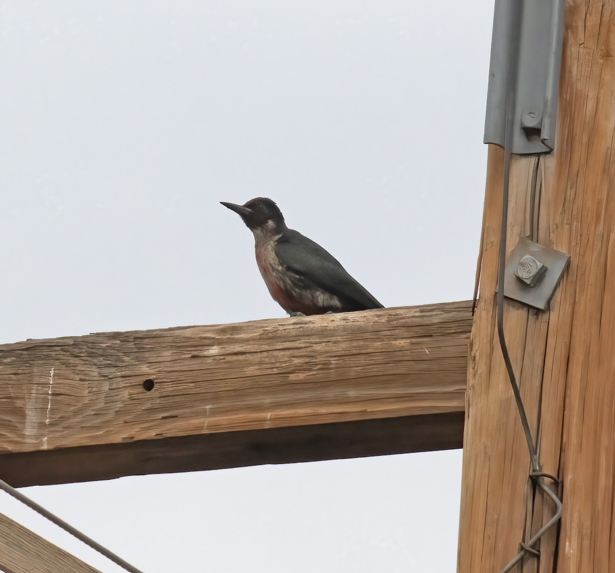 Lewis's Woodpecker - ML643304368
