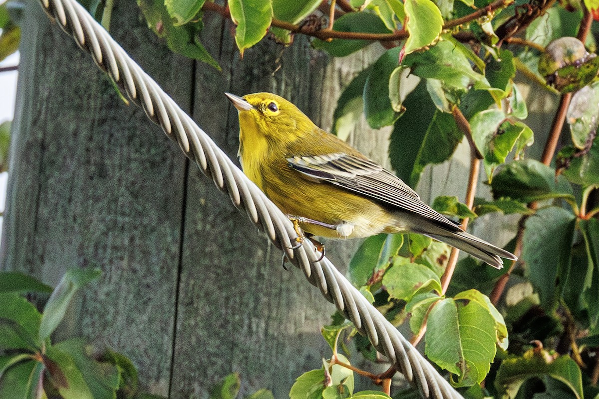 Pine Warbler - ML643304380