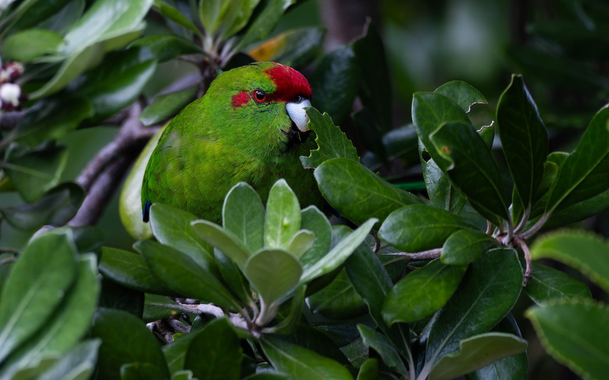 Ziegensittich - ML643304381