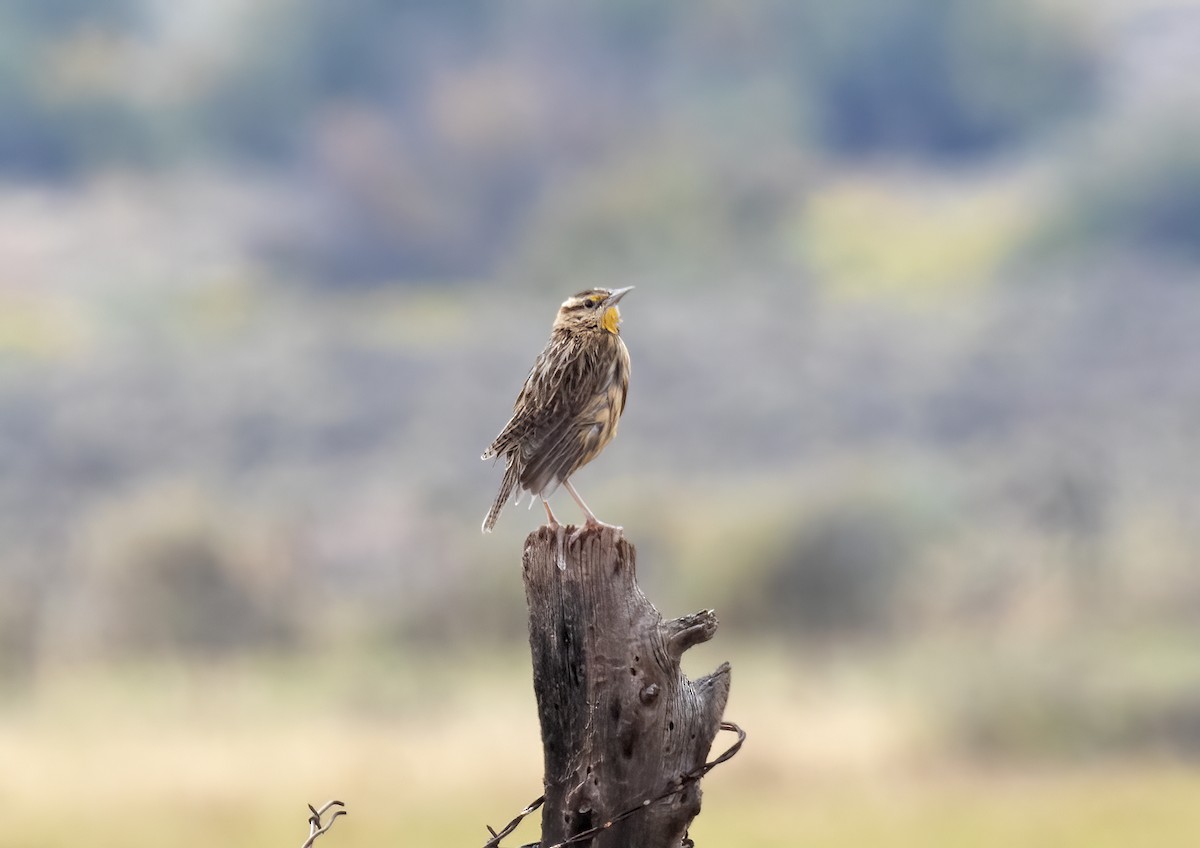 Chihuahuan Meadowlark - ML643304385