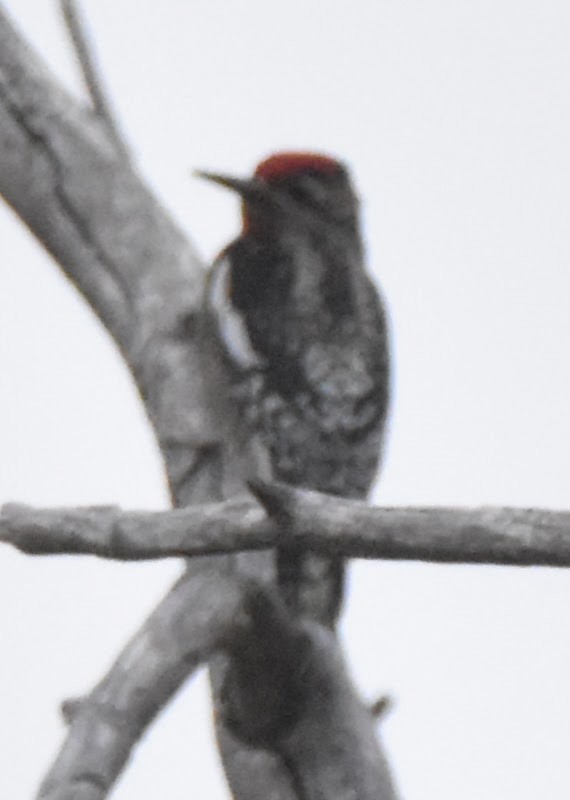 sapsucker sp. - ML643304392