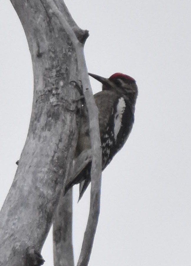 sapsucker sp. - ML643304393