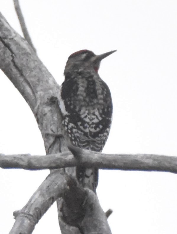 sapsucker sp. - ML643304394