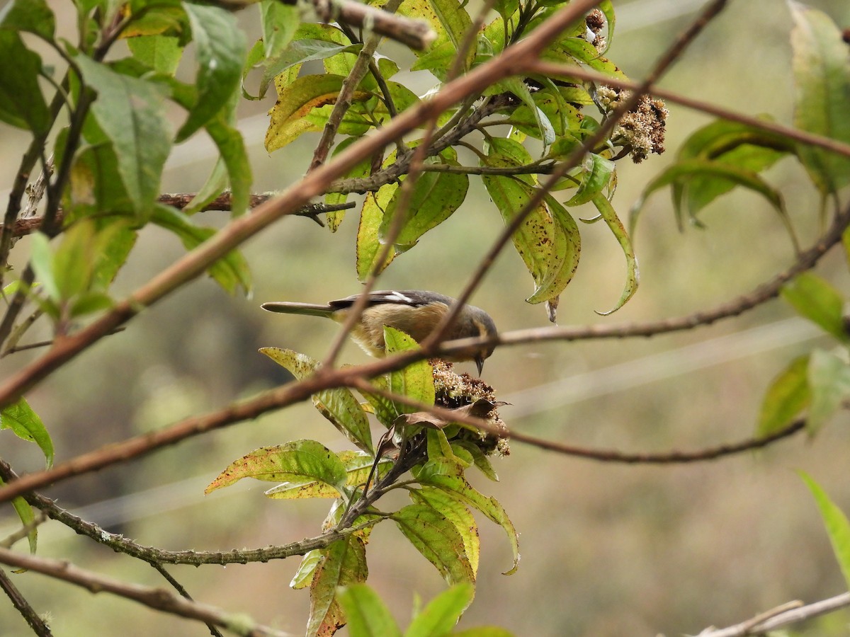 Тамаруго сірий - ML643304408