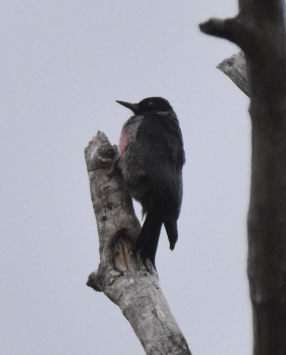 Lewis's Woodpecker - ML643304409