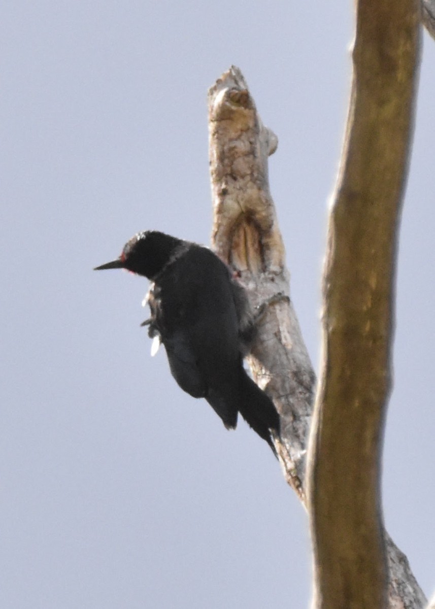 Lewis's Woodpecker - ML643304410