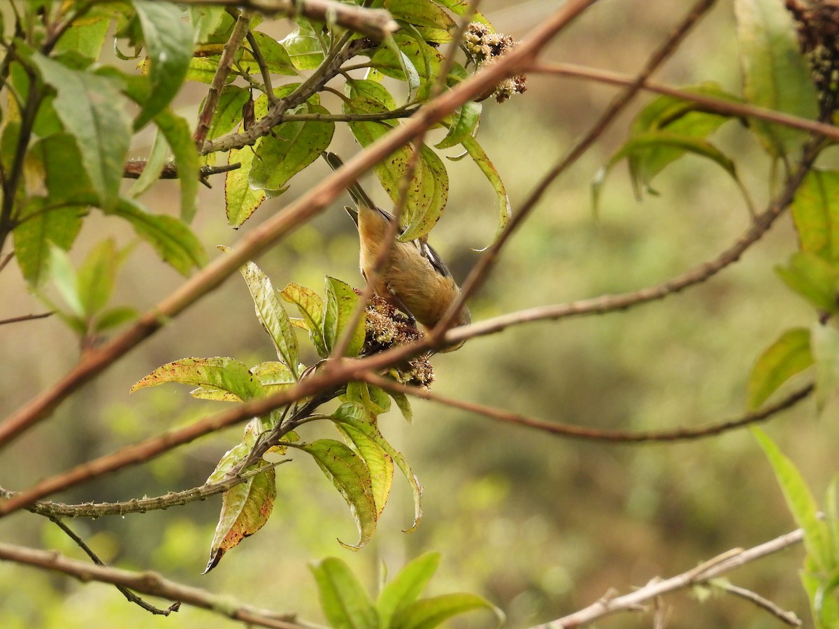 Тамаруго сірий - ML643304411