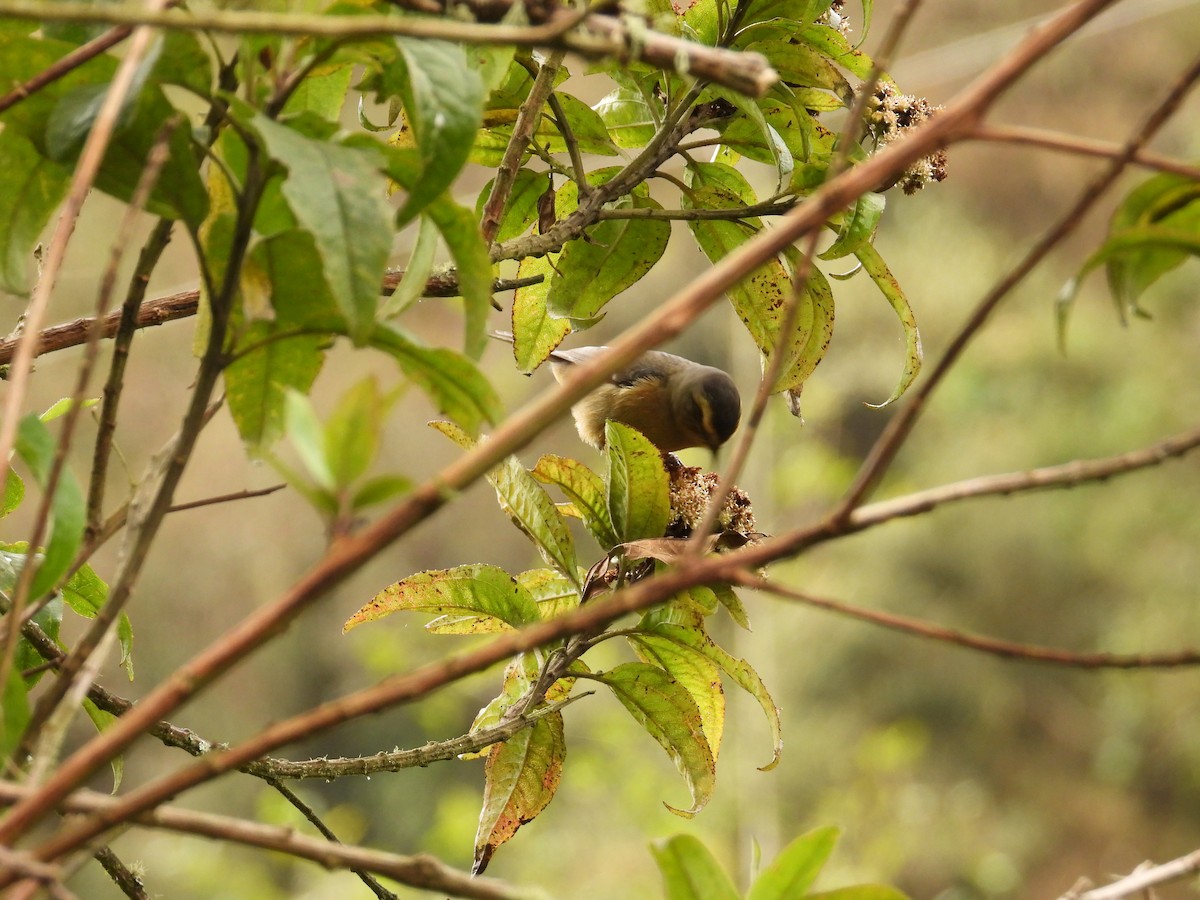 Тамаруго сірий - ML643304412