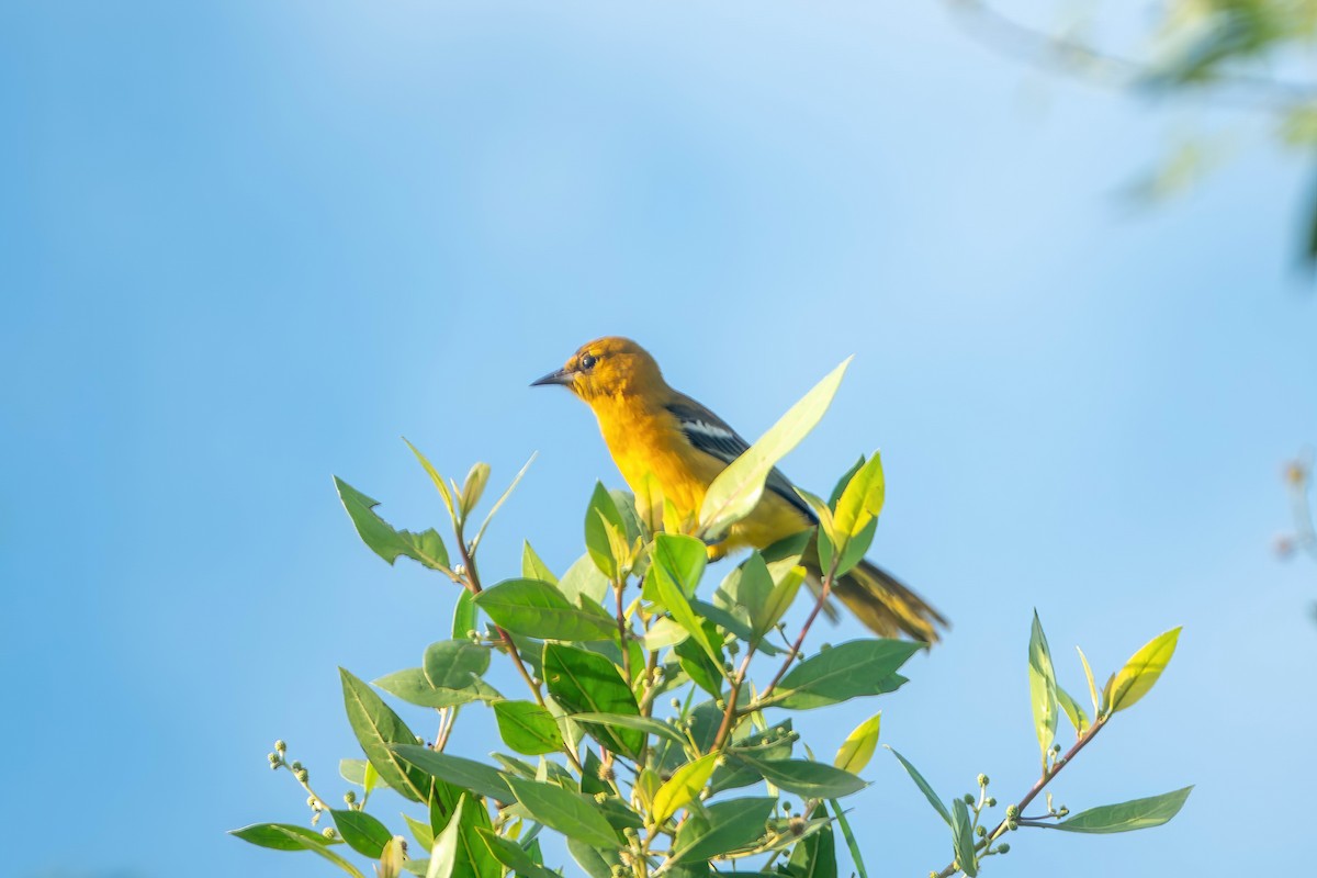 Oriole orange - ML643304415