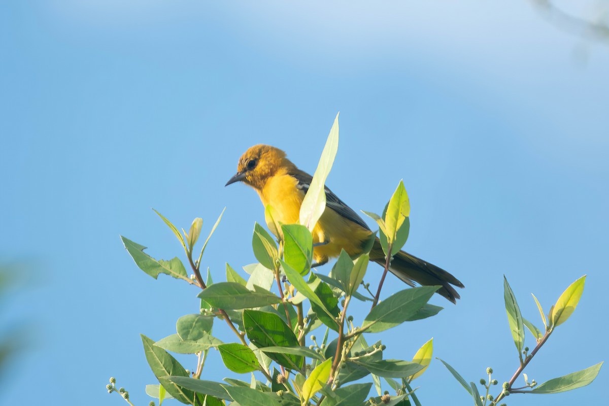 Oriole orange - ML643304418