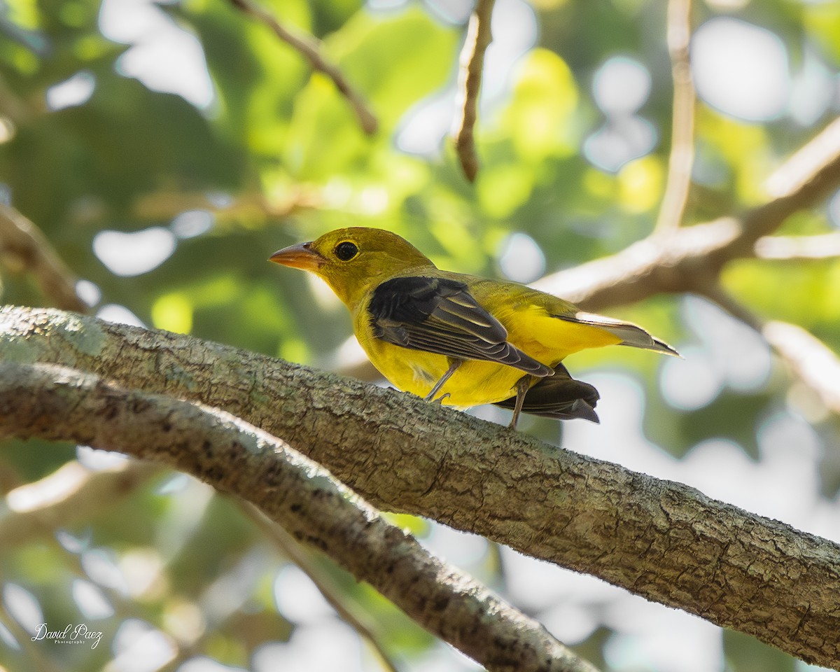 Scarlet Tanager - ML643304419