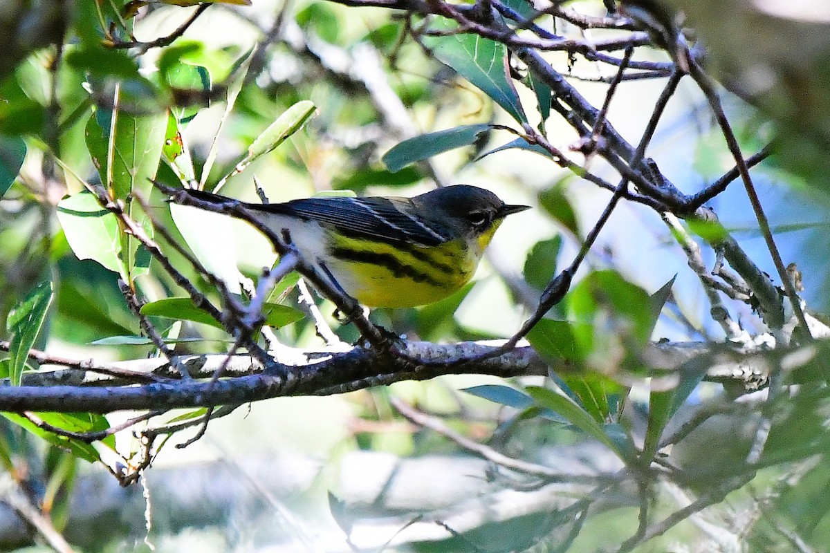 Magnolia Warbler - ML643304420