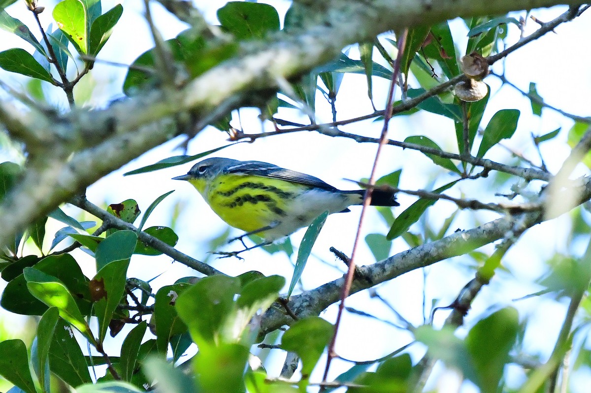 Magnolia Warbler - ML643304421