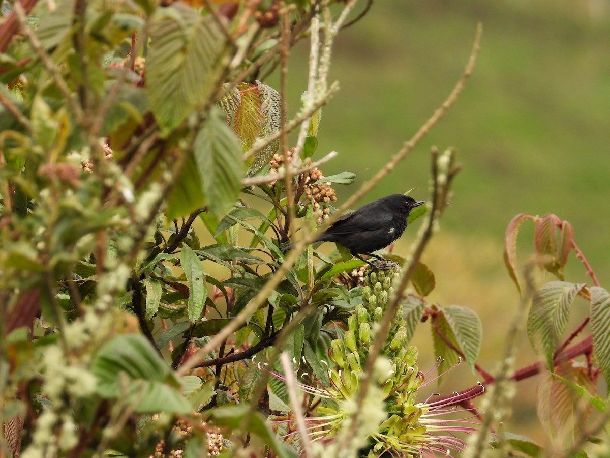 Квіткокол чорний - ML643304426
