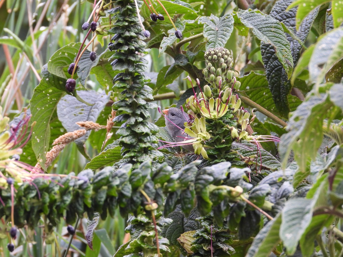 Насіннєїд великий - ML643304432