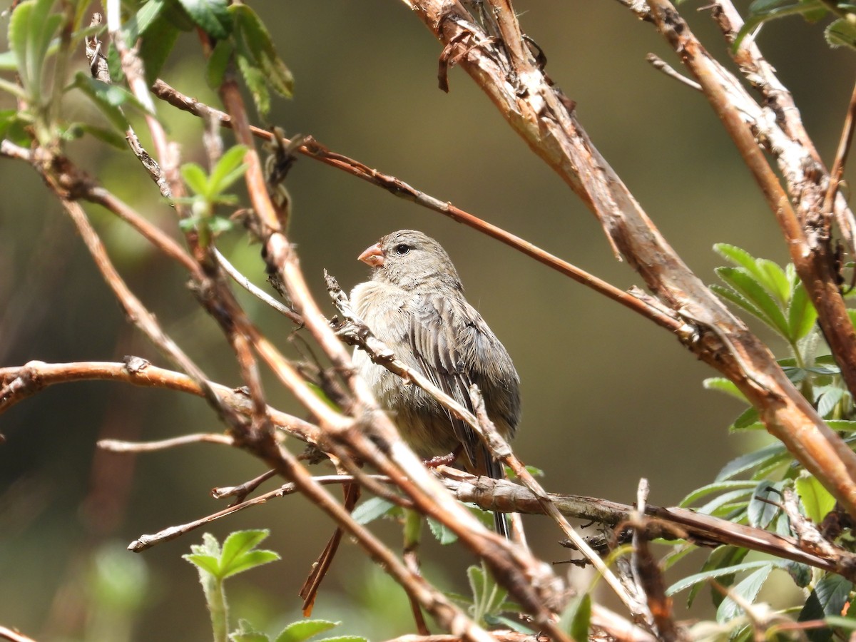 Насіннєїд великий - ML643304433