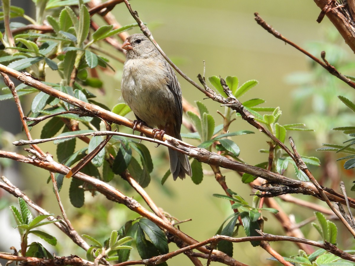 Насіннєїд великий - ML643304434