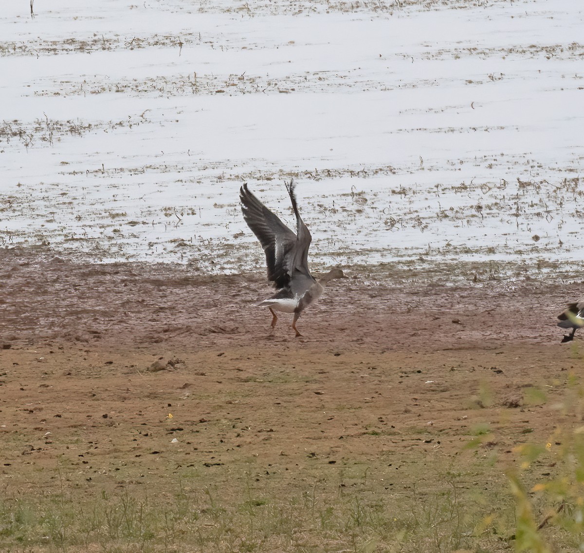 Greater White-fronted Goose - ML643304437