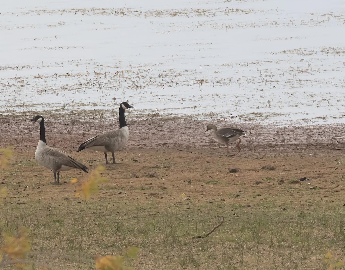 Greater White-fronted Goose - ML643304438
