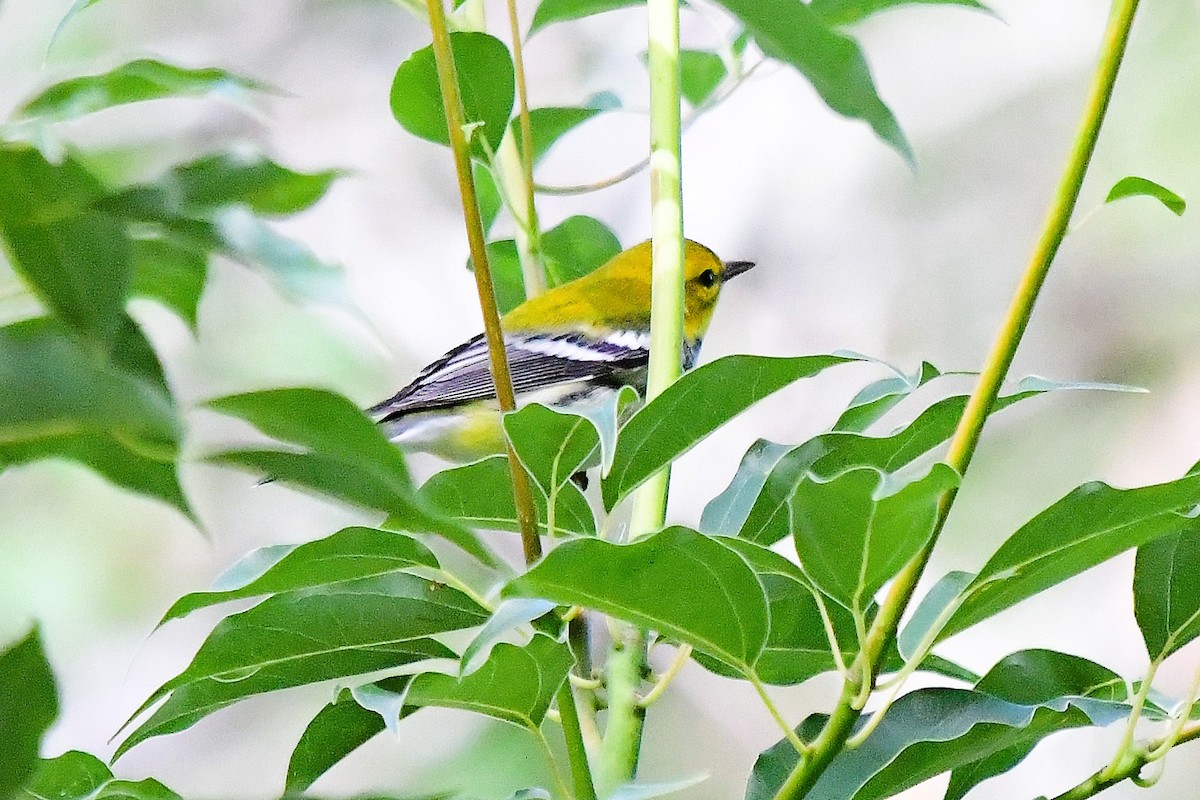Black-throated Green Warbler - ML643304465
