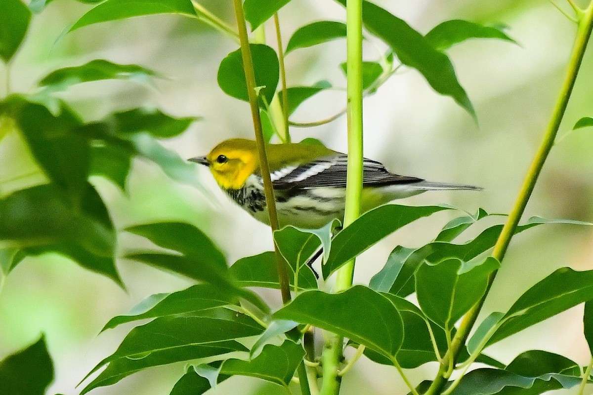 Black-throated Green Warbler - ML643304466