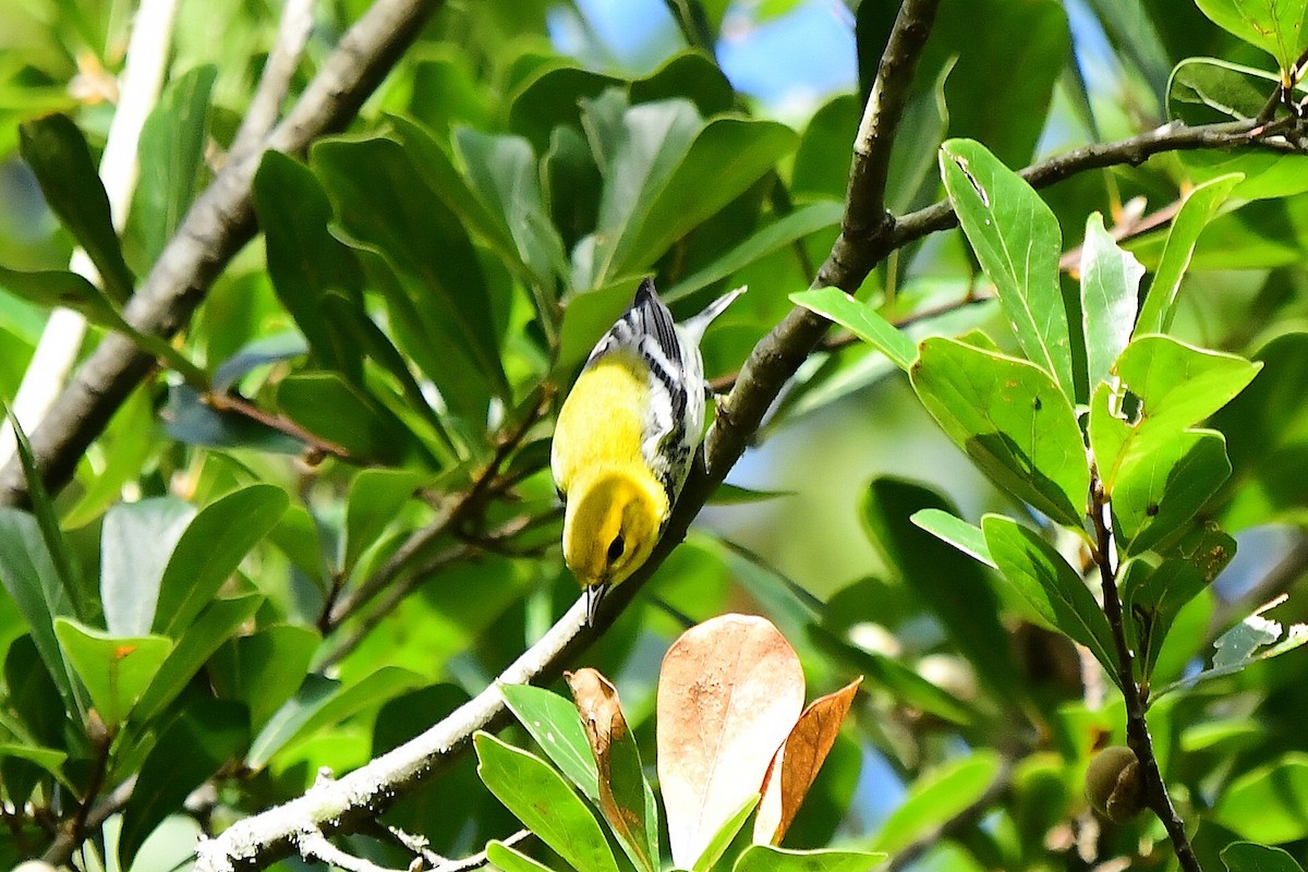 Black-throated Green Warbler - ML643304467