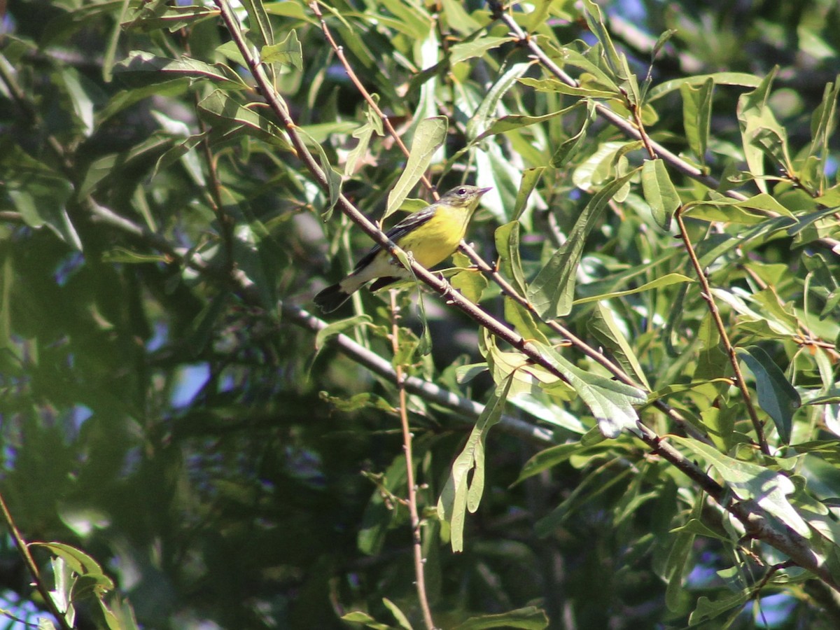 Magnolia Warbler - ML643304488