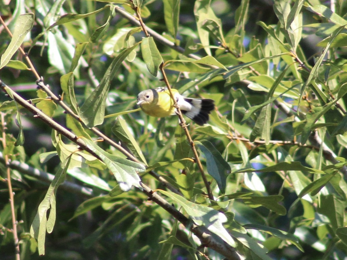 Magnolia Warbler - ML643304489