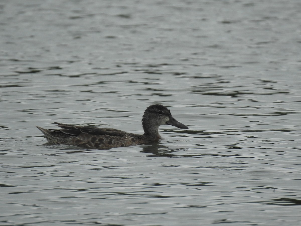 Blue-winged Teal - ML643304492
