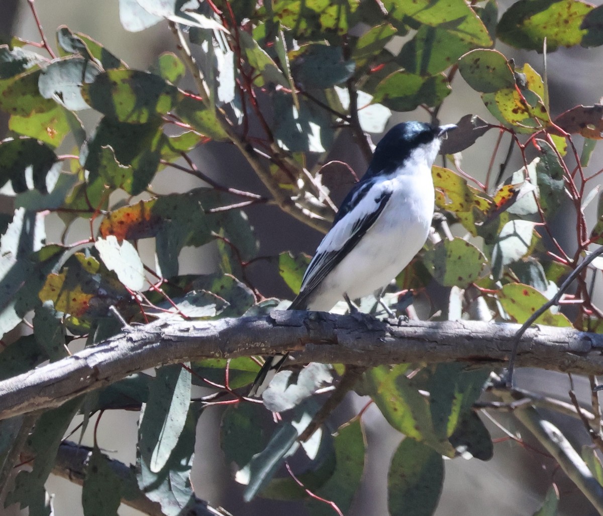 White-winged Triller - ML643304541