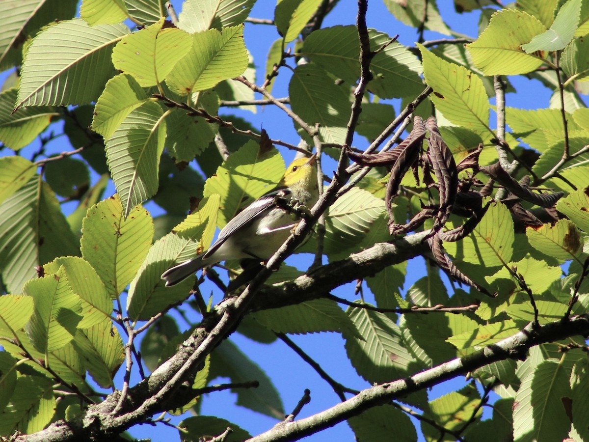 Black-throated Green Warbler - ML643304549
