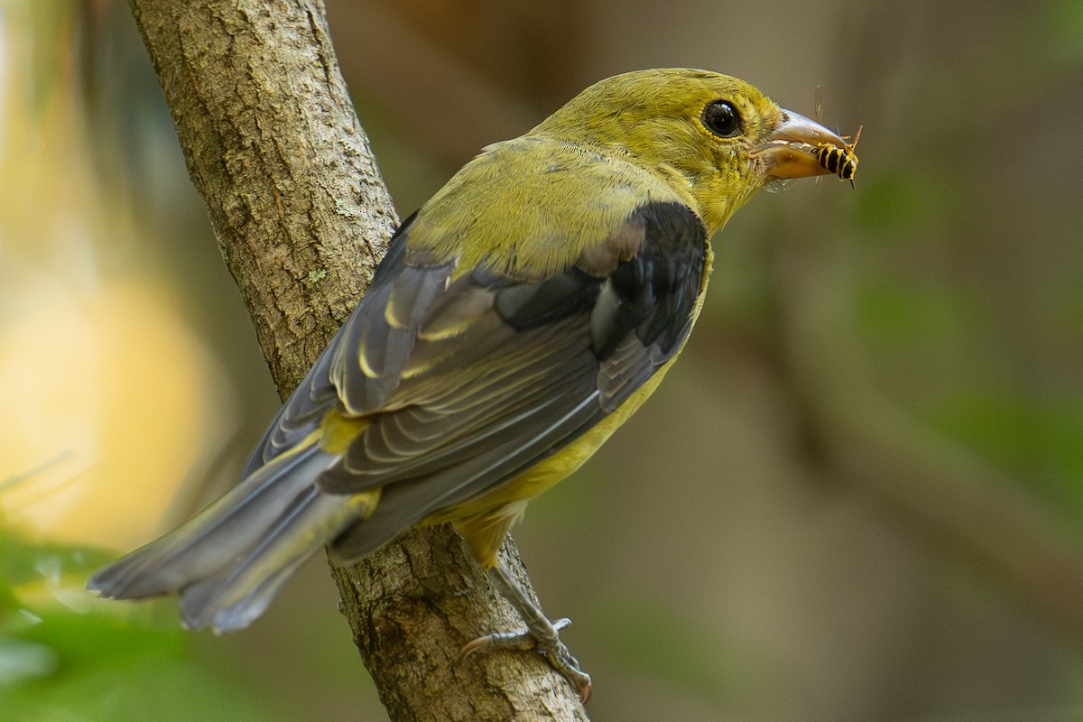 Scarlet Tanager - ML643304553