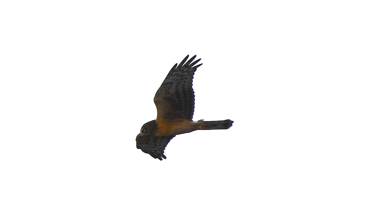 Northern Harrier - ML643304554